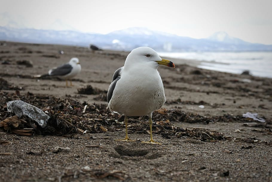 animal, sea, beach, wave, sea gull, seagull, seabird, wild animal HD wallpaper