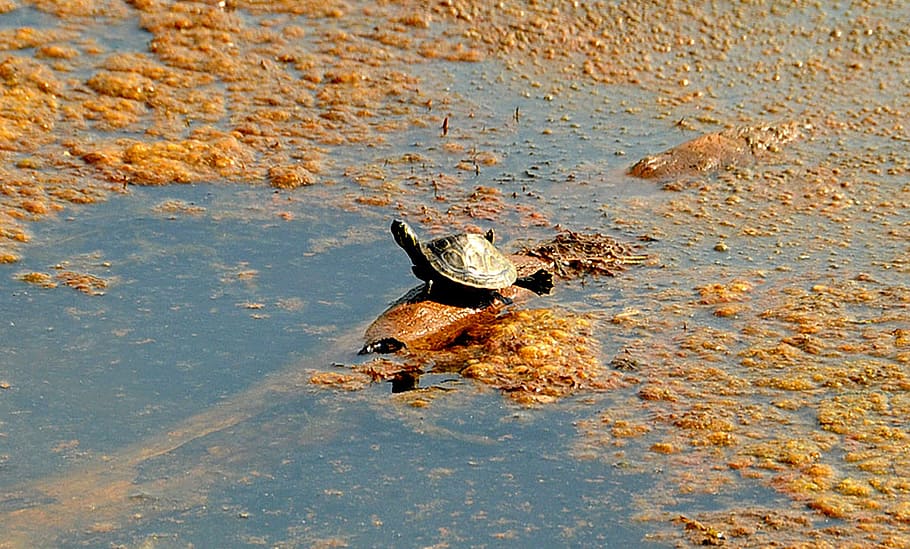 turtle, stretch, legs, lake, log, hang, sit, float, water, nature, HD wallpaper