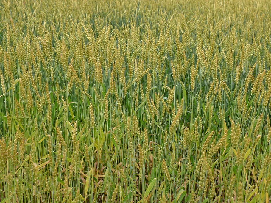 wheat, more too, wheat fields, agriculture, nature, farm, growth HD wallpaper