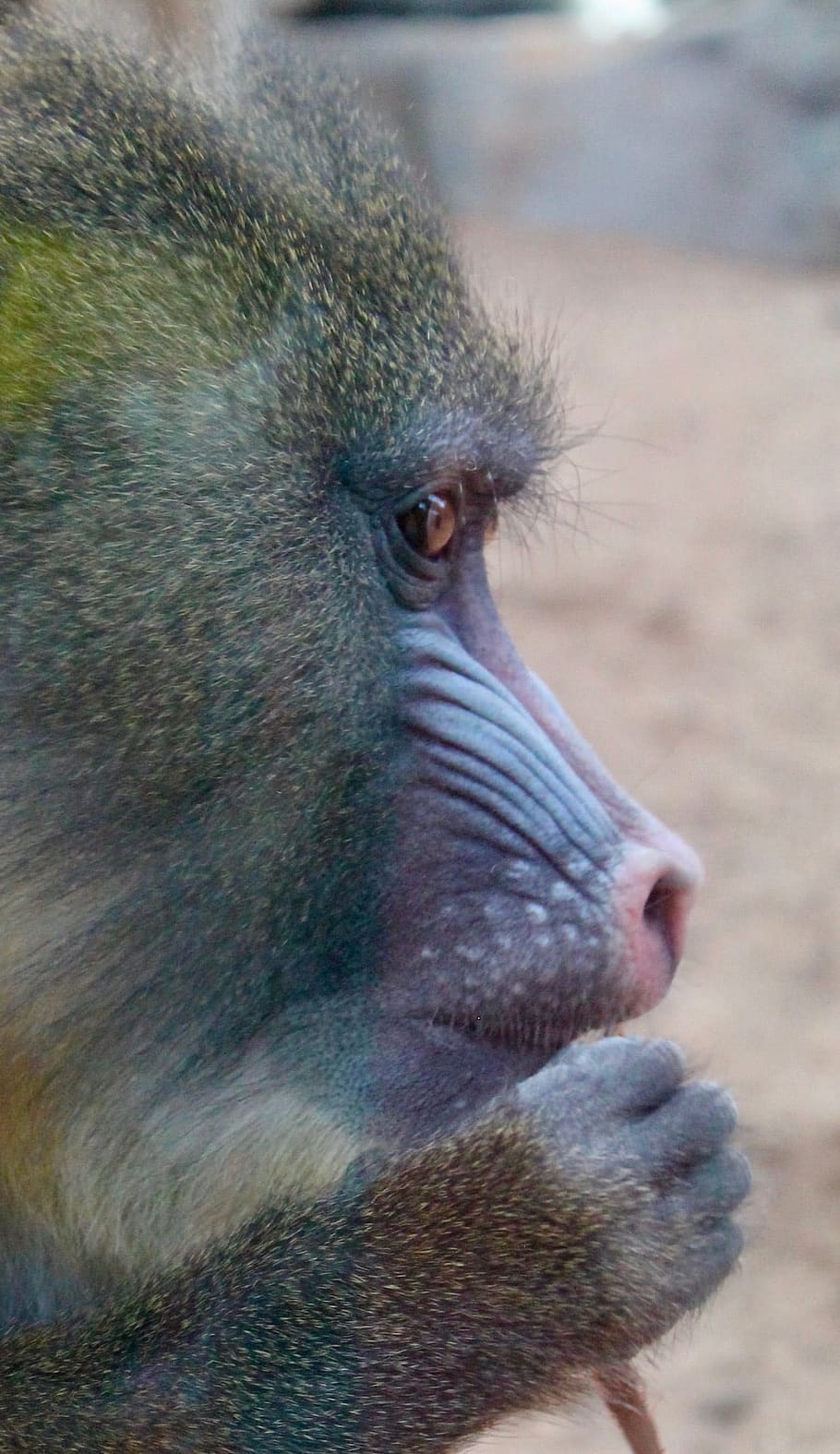 wildlife, monkey, primate, animal, mammal, animal themes, one animal HD wallpaper