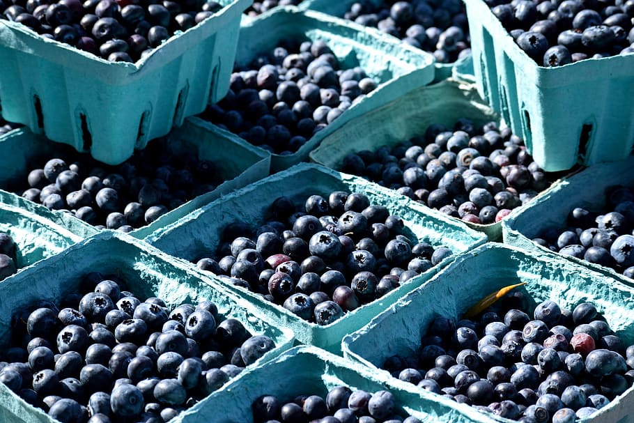 fruit, blueberry, food, bilberry, market, blackberry, grow, HD wallpaper