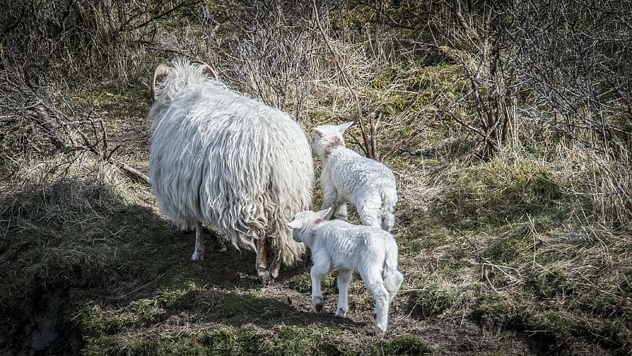 lamb, lambs, sheep, young, spring, nature, animals, grass, waterfront HD wallpaper