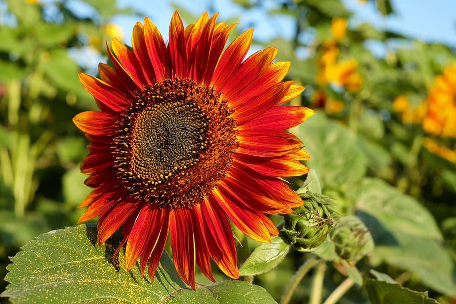 closeup photography of yellow and red sunflower, sun flower HD wallpaper
