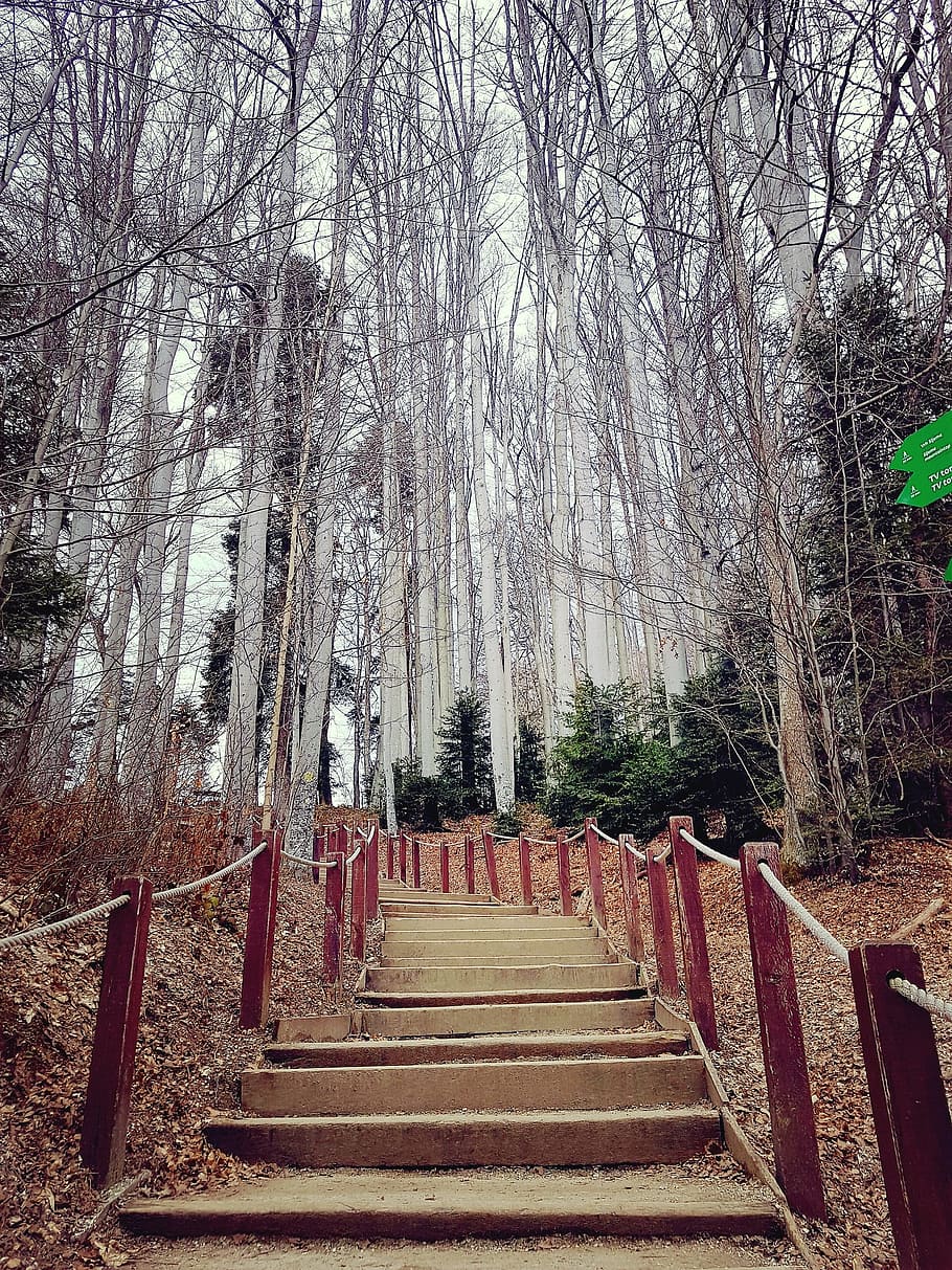 autumn, fall, stairs, tree, plant, staircase, direction, the way forward HD wallpaper