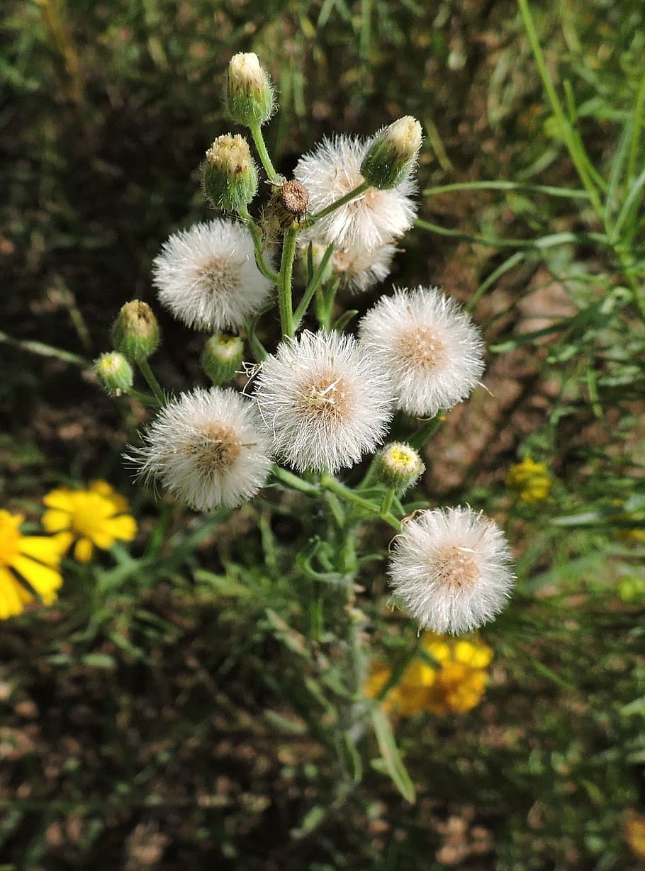 dandelions, weed, spring, nature, plant, natural, flower, growth HD wallpaper