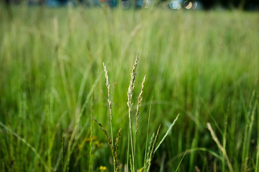 macro, nature, field, plant, growth, green color, land, agriculture HD wallpaper