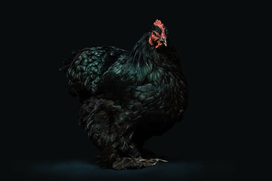 black rooster, chicken, animals, birds, chickens, black feathers, HD wallpaper