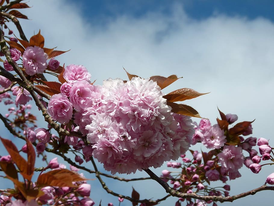 Cherry Tree, Blossom, Cherry, Spring, nature, branch, pink HD wallpaper