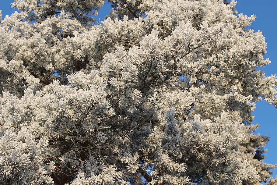 frost, forest, landscape, trees, cold, winter, icy, nature HD wallpaper