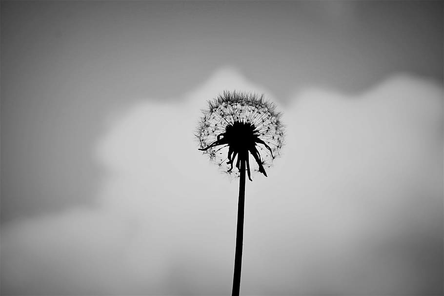 dandelion, alone, black and white, flower, nature, summer, green, HD wallpaper