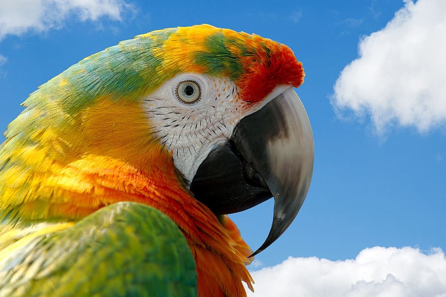 close-up photo of multicolored parrot, macaw, bird, nature, wild