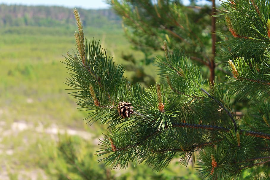 nature, tree, pine, needles, plant, growth, green color, focus on foreground HD wallpaper