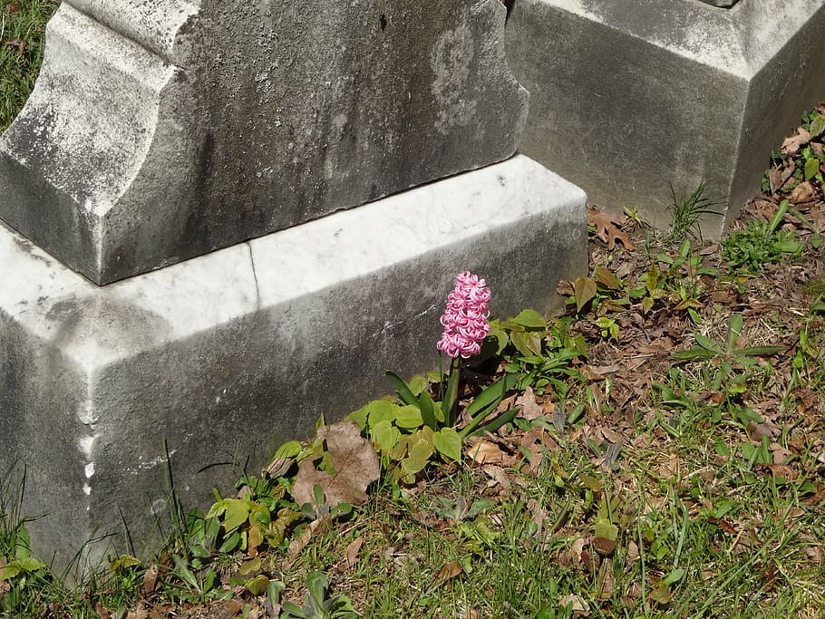 HD wallpaper: pink flower, tombstone, cemetery, graveyard, gravestone