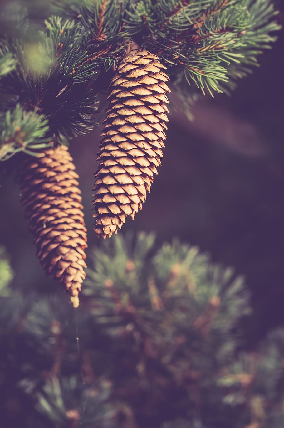 autumn, pinecones, nature, forest, decoration, autumn decoration HD wallpaper