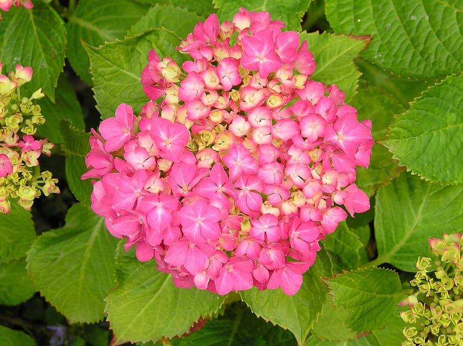 flower, hydrangea, sheet, nature, bloom, garden plant, pink HD wallpaper