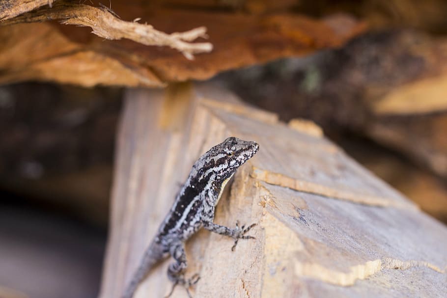 lizard, wood, field, rustic, rural, lena, reptile, one animal HD wallpaper