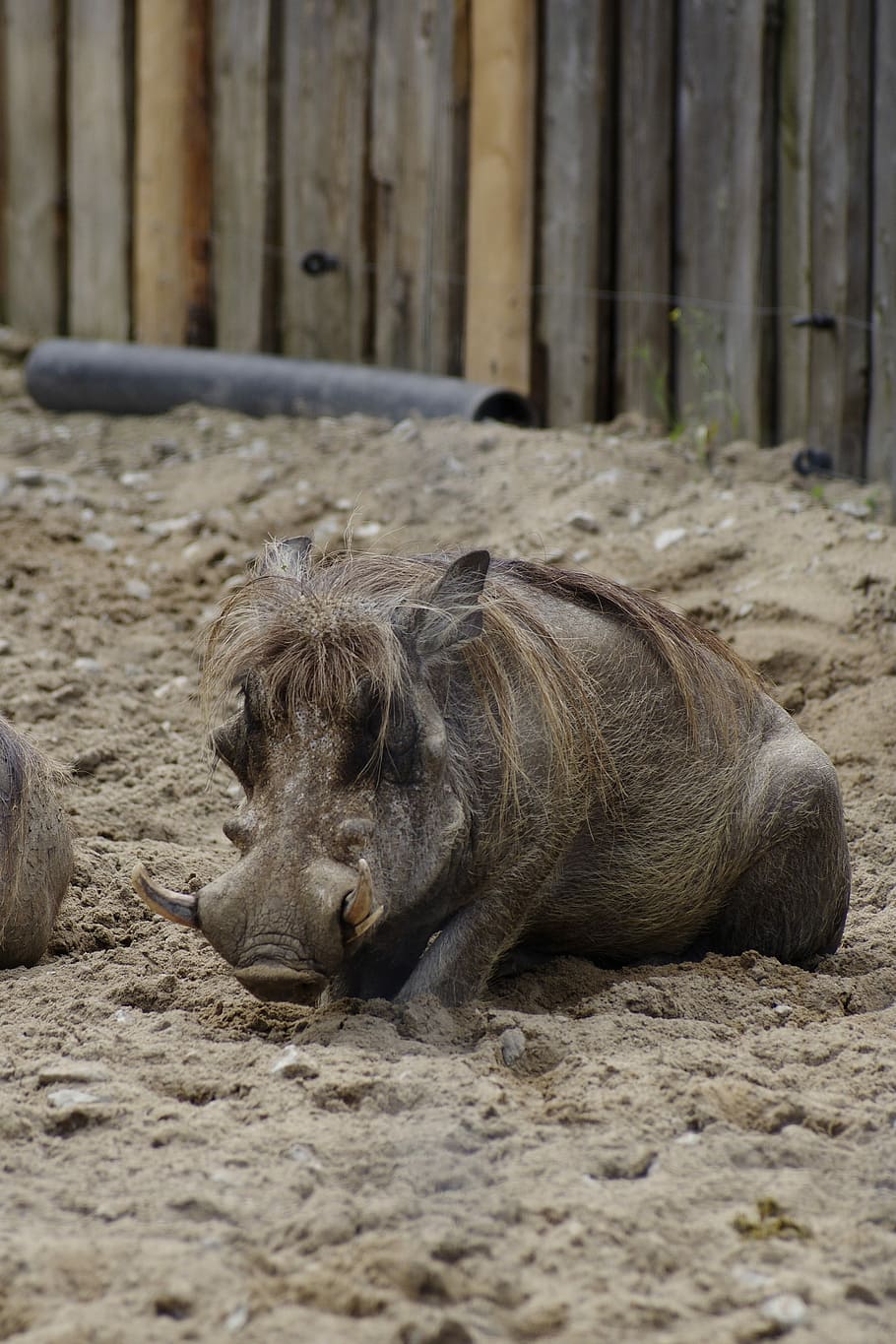 Desert Warthog, Pig, Animal, Tallinn Zoo, animals in the wild, HD wallpaper