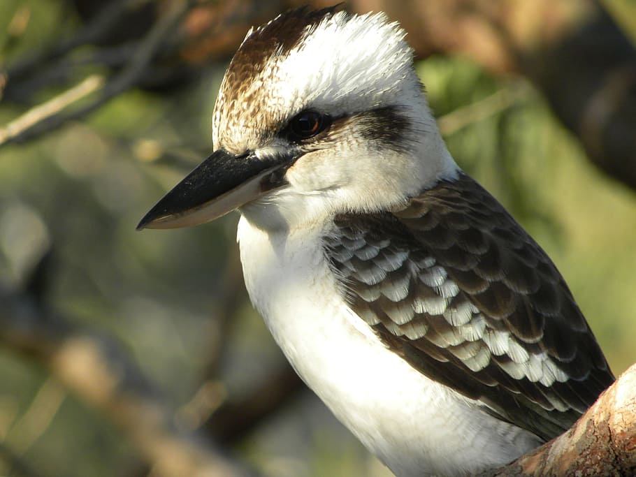 laughing kookaburra, dacelo novaeguineae, birds, australian, HD wallpaper