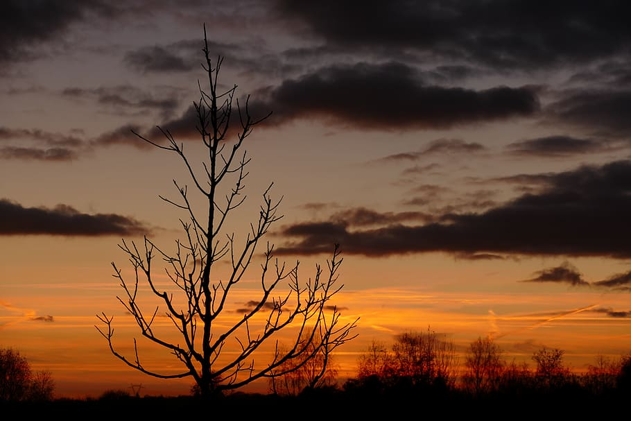 sunset, dawn, nature, dusk, sky, panoramic, tree, cloud - sky HD wallpaper
