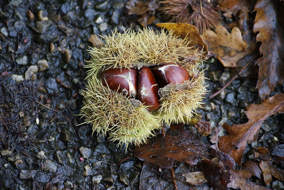 chestnut, chestnuts, maroni, spur, food and drink, healthy eating HD wallpaper