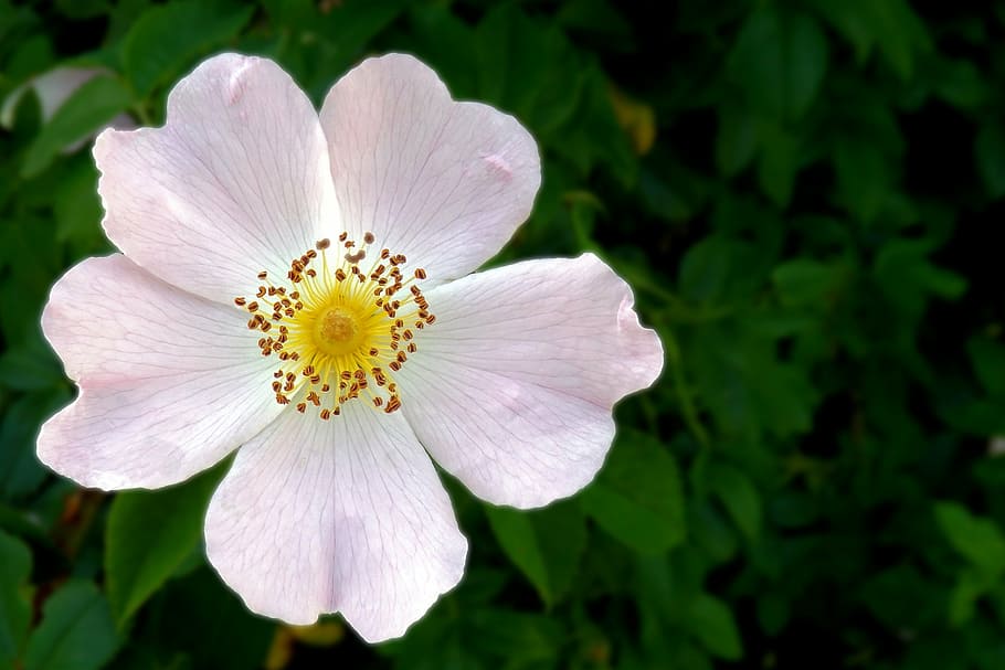 wild rose, blossom, bloom, spring, pink, nature, flower, plant HD wallpaper