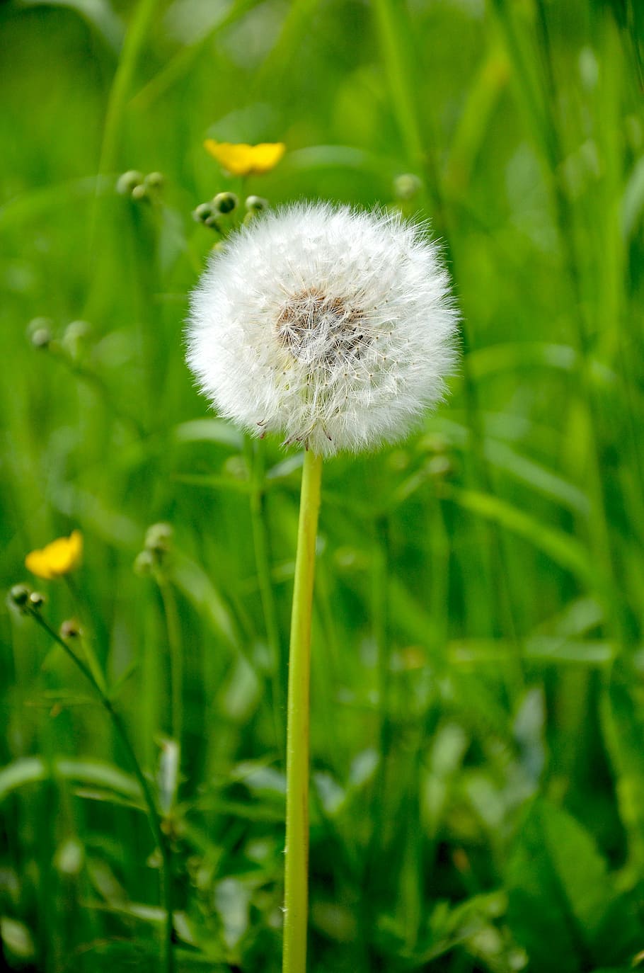dandelion, spring, meadow, flower, nature, pointed flower, plant HD wallpaper