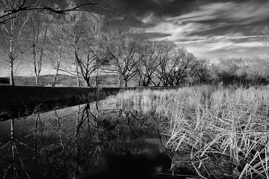 nature, pond, surface, reflection, reeds, clouds, edge of the pond HD wallpaper
