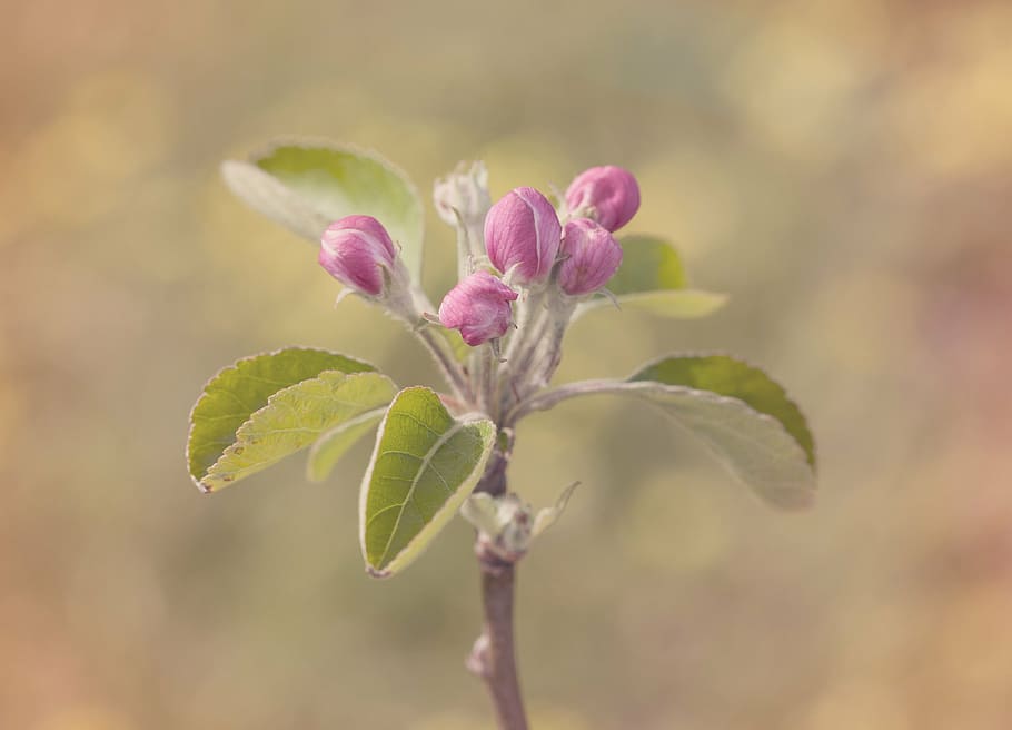 pink petaled flower, blossom, apple, spring, nature, plant HD wallpaper