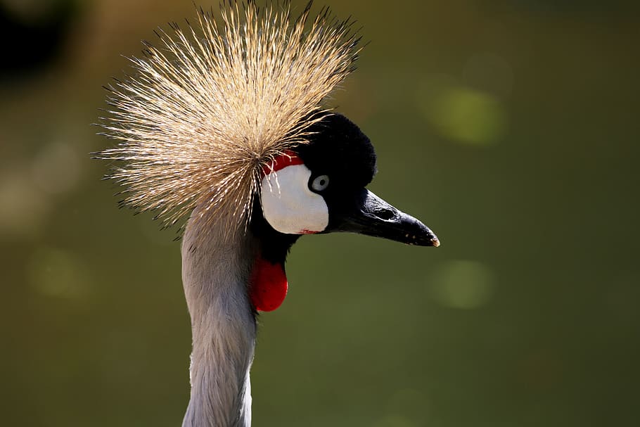 crowned crane, crest, head, close-up, one animal, animal themes HD wallpaper
