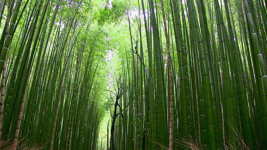 Aesthetic Bamboo Forest Desktop Wallpaper - Bamboo Wallpaper 4k