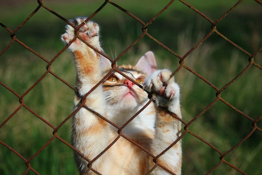 long-coated beige cat, mieze, kitten, grid, tiger cat, red mackerel tabby HD wallpaper
