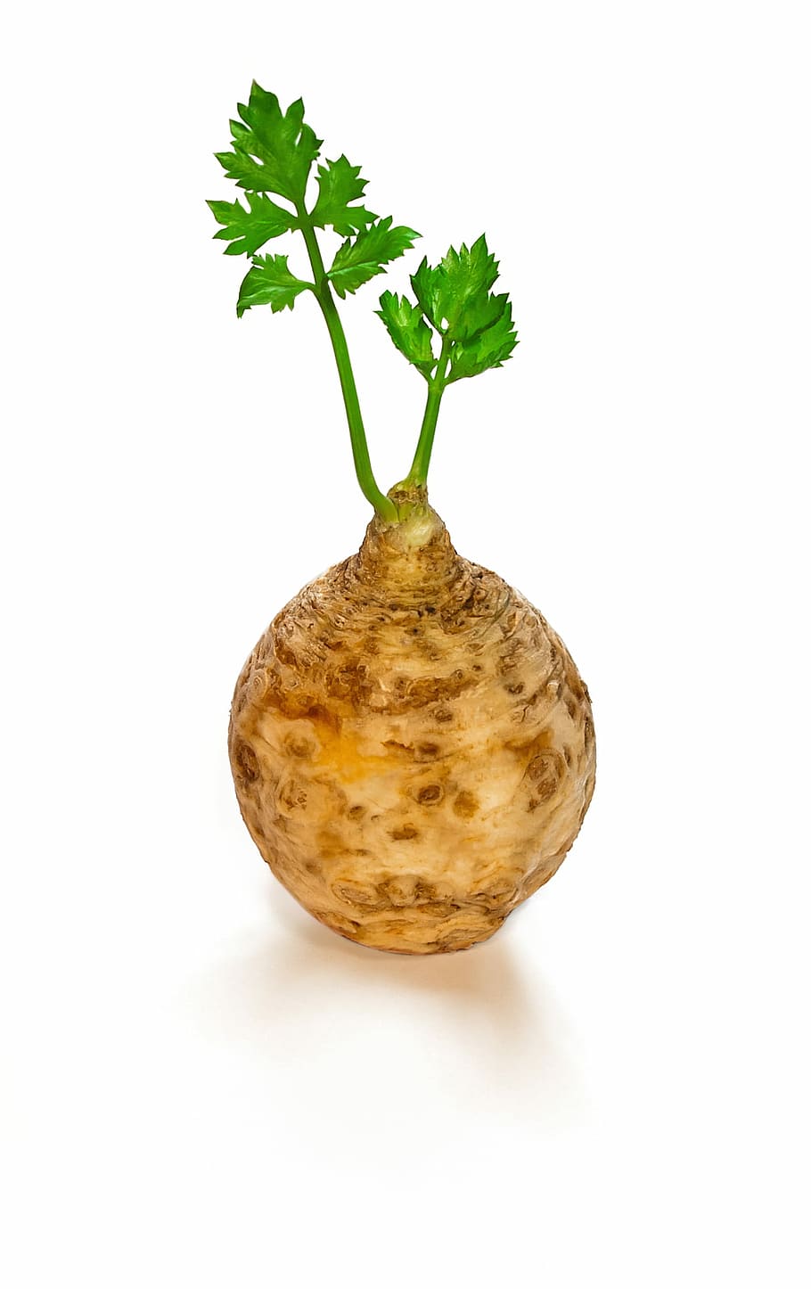 Simplistic celeriac, minimalistic, root vegetable, nature, food, HD wallpaper