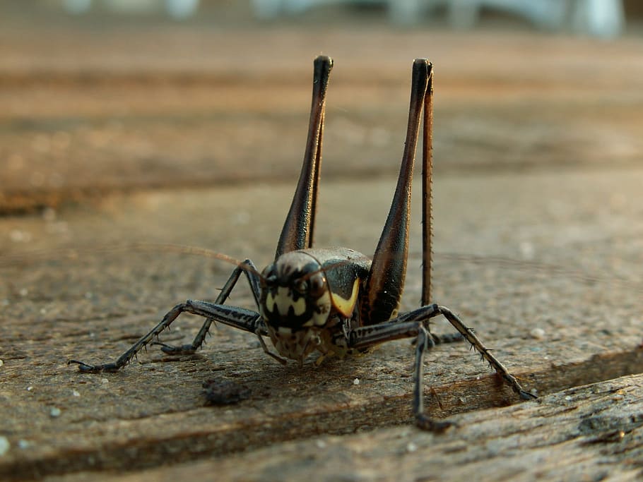 Grasshopper, Bridge, Insect, Jump, animal, nature, wildlife HD wallpaper