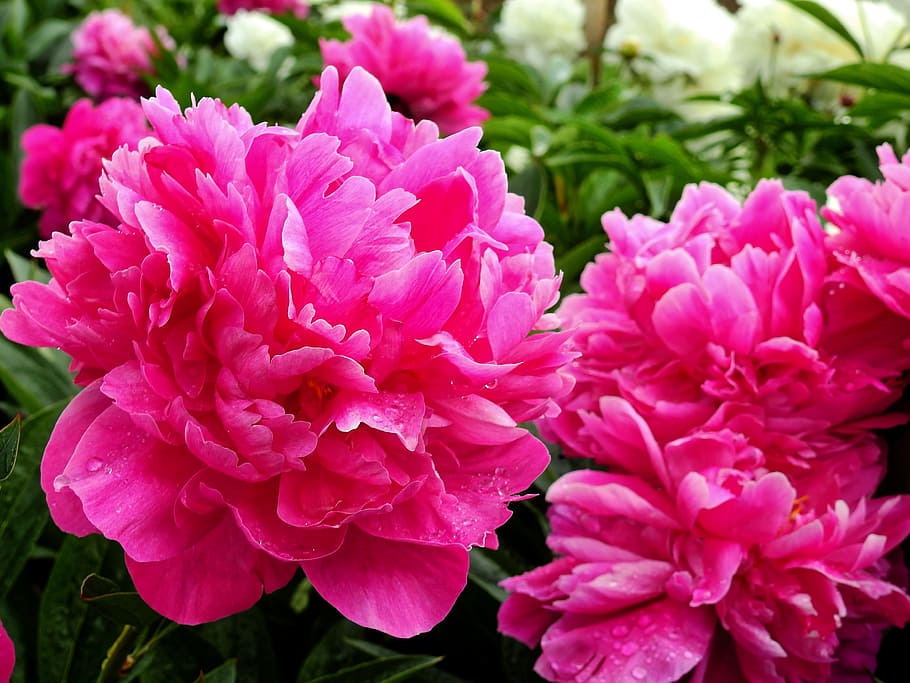 selective focus photography of pink peonies in bloom, Flower HD wallpaper