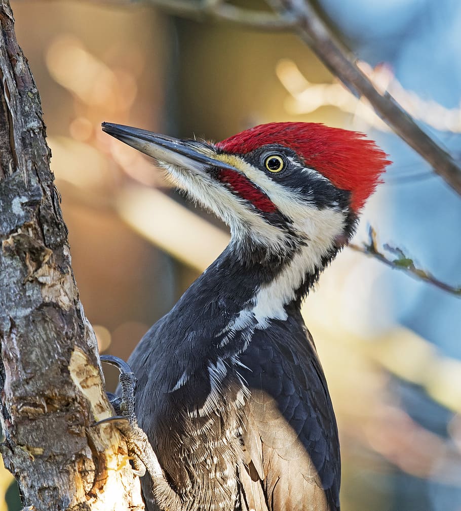 black and white woodpecker on brown tree bar, blue, white, and red woodpecker during daytime HD wallpaper