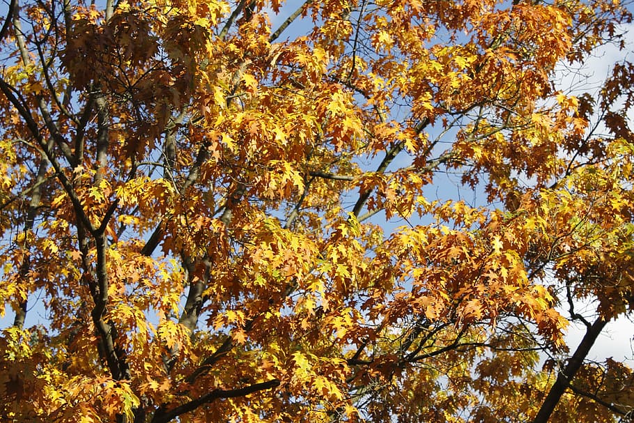 tree, leaves, autumn, october, time of year, leaf, nature, yellow HD wallpaper