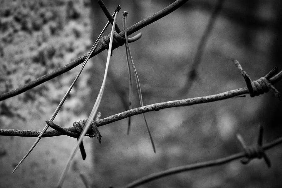 wire, prison, autumn, focus on foreground, protection, close-up HD wallpaper
