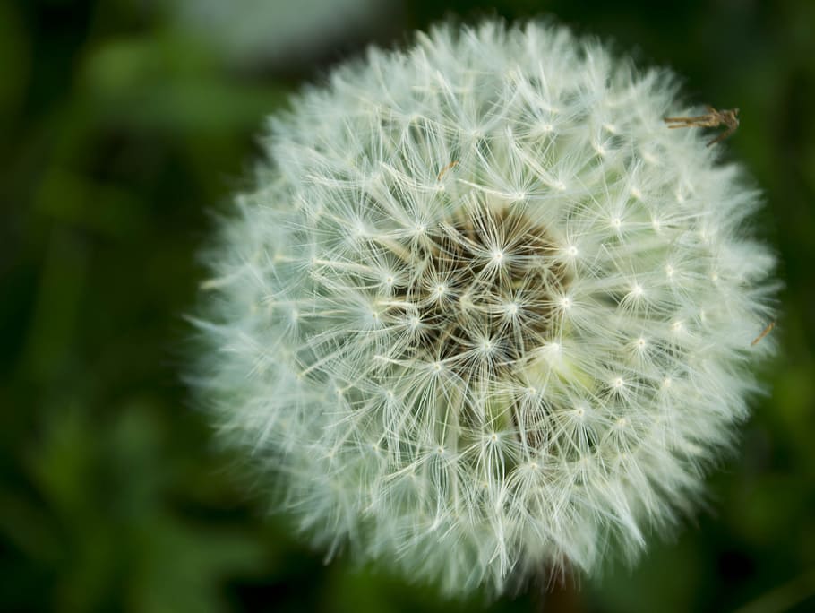 dandelion, flower, fragility, vulnerability, plant, flowering plant HD wallpaper