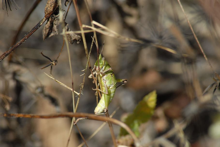 insects, chapulines, nature, plant, close-up, no people, day HD wallpaper