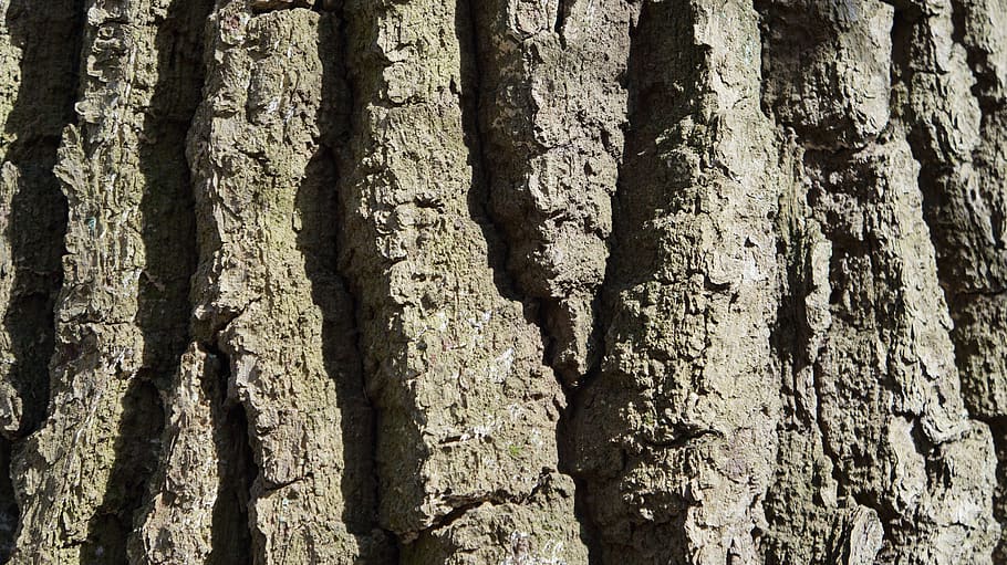 tree, bark, wood, nature, structure, tribe, log, trunk, tree trunk HD wallpaper