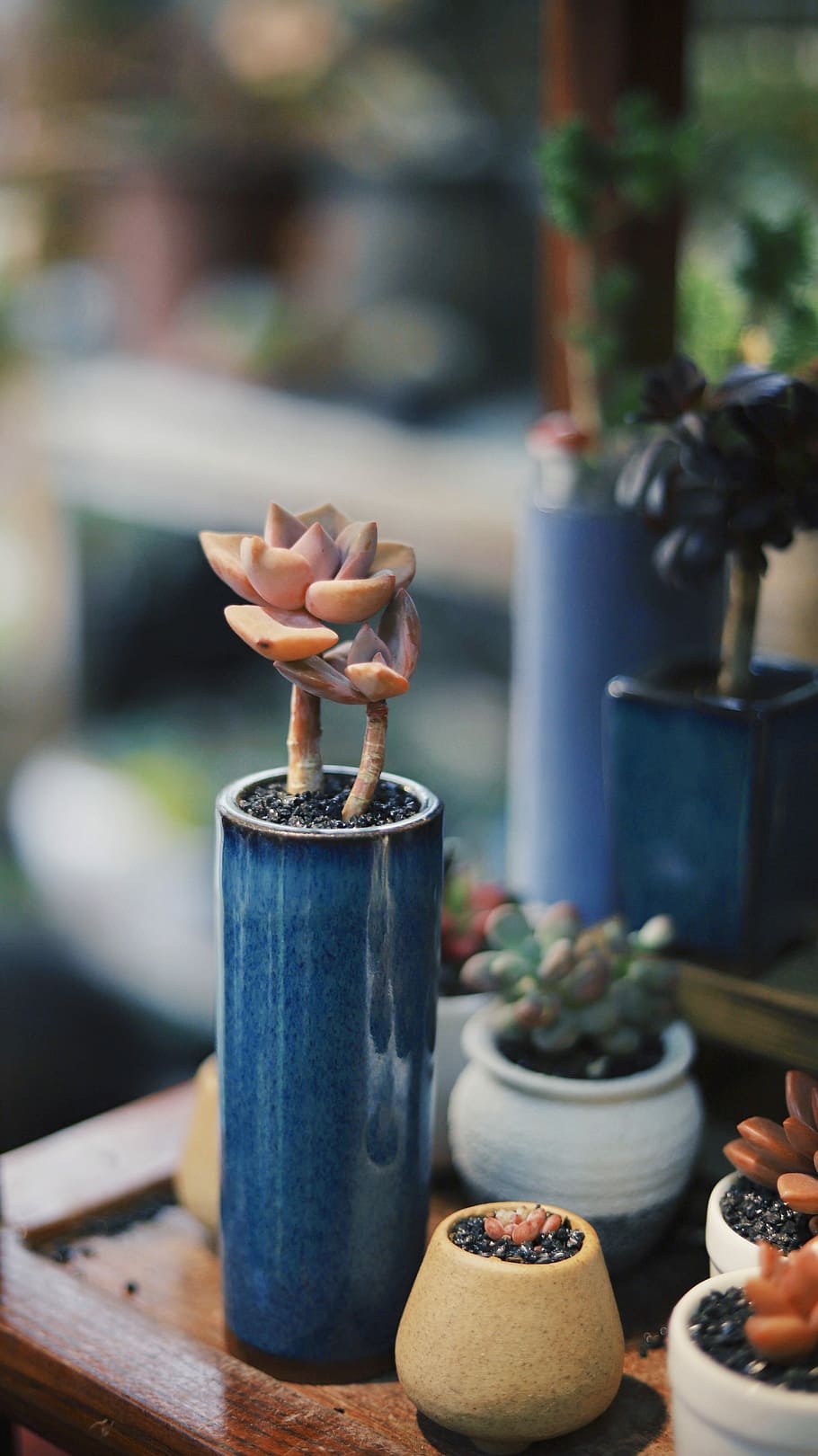 blue ceramic vase, brown succulent plant on blue ceramic vase HD wallpaper