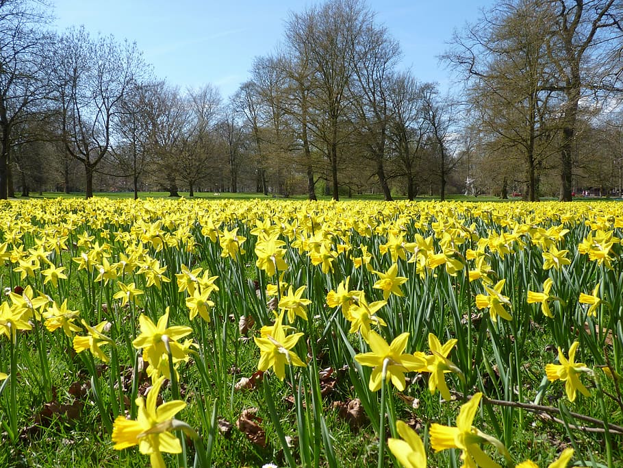 daffodils, daffodil field, osterglocken, yellow, spring, blossom, HD wallpaper