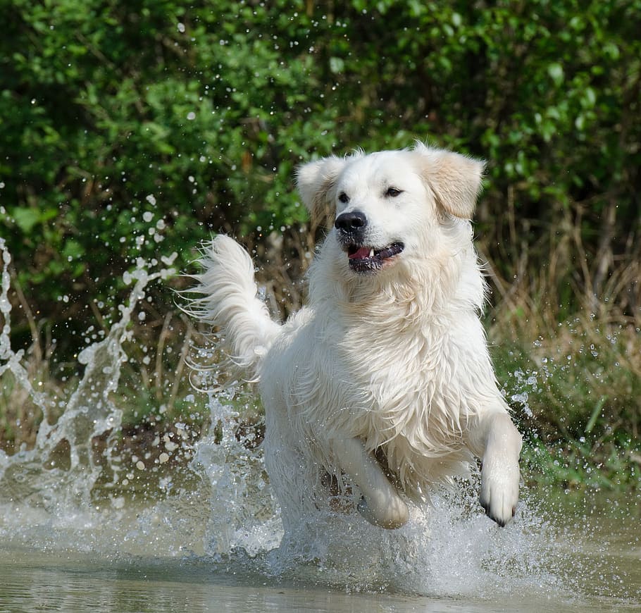 adult white Hovawart dog, golden retriever, water, summer, lake