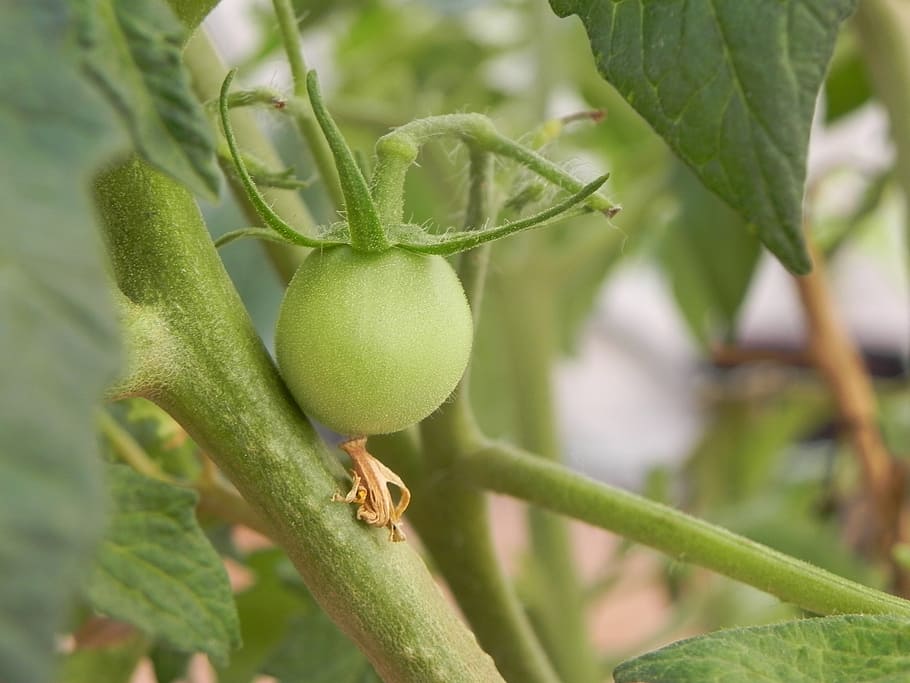 tomato, young, shoot, cherry, green color, plant, growth, leaf HD wallpaper