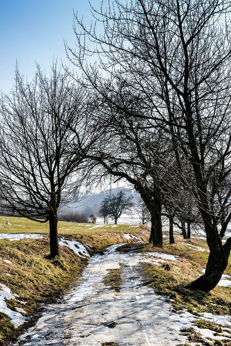 landscape, snow, path, winter, nature, trees, walk, frost, tracks HD wallpaper
