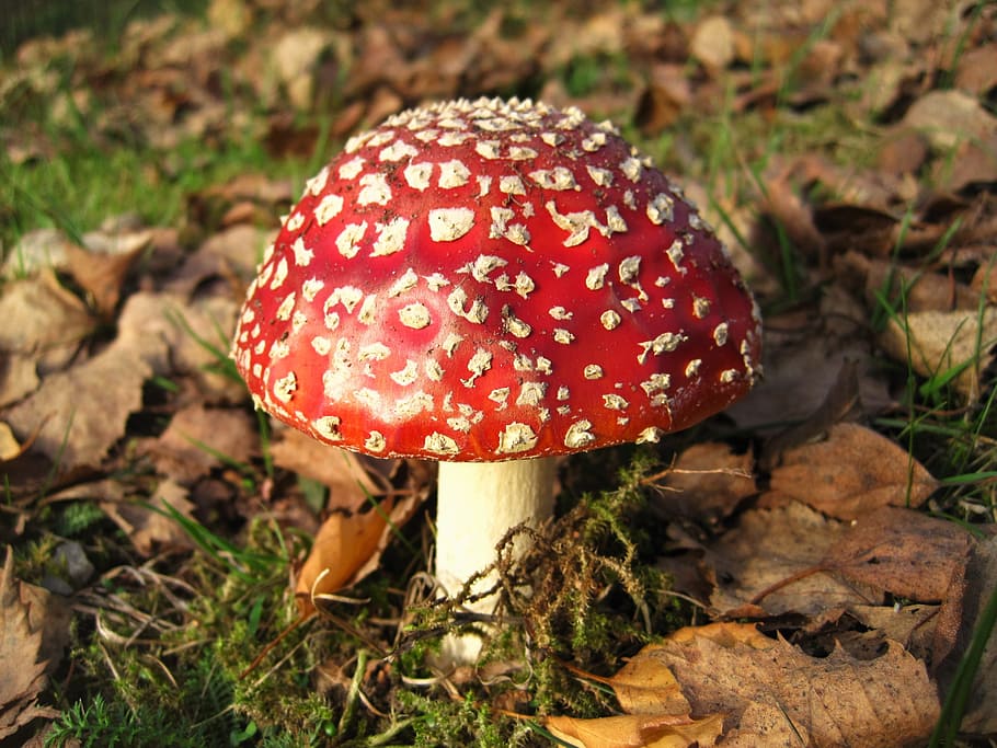 Fly Agaric, Lucky Guy, Amanita Muscaria, fungal species, red, HD wallpaper
