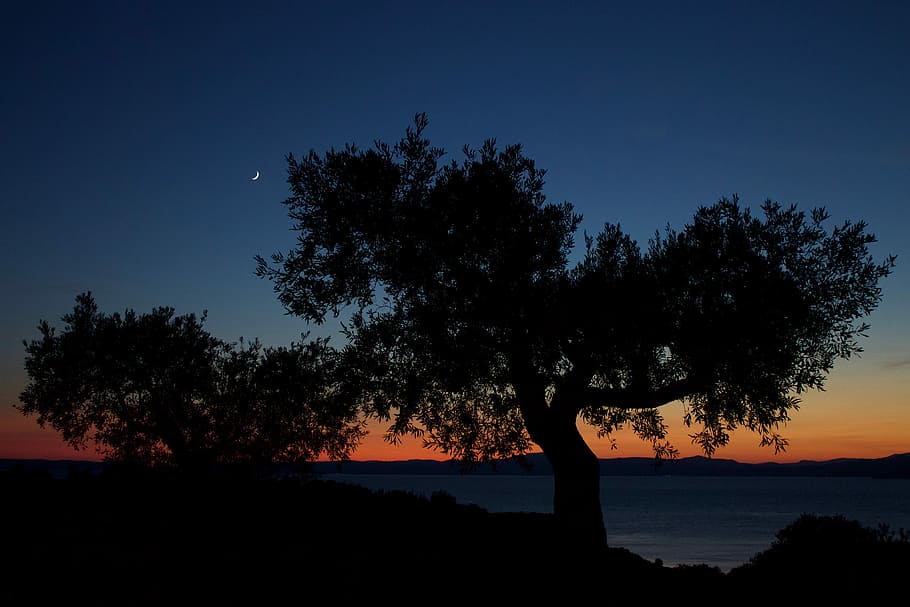 silhouette of tree, night, dark, sunset, moon, crescent, mountain HD wallpaper