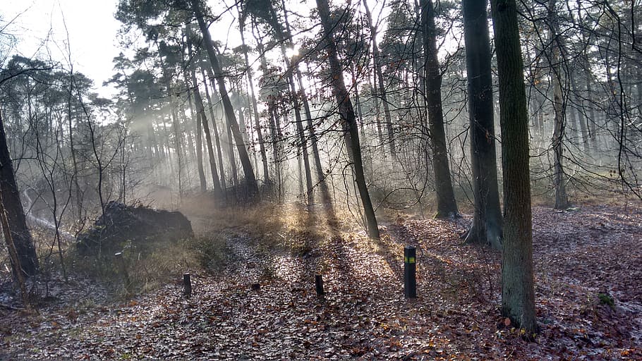 winter, sunlight, trees, forest, plant, land, fog, beauty in nature HD wallpaper