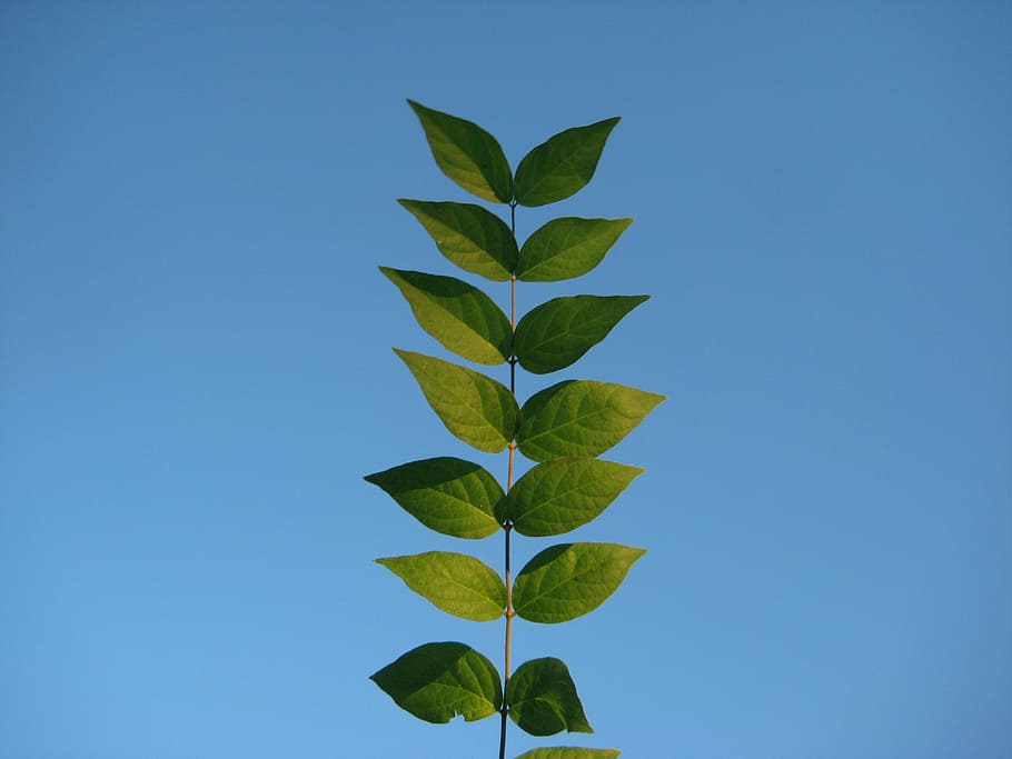 sky, leaves, tree, plant, outdoors, foliage, park, leaf, plant part HD wallpaper