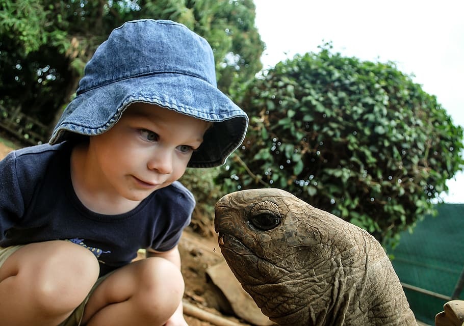 photo of girl looking on tortoise head, boy, turtle, watching HD wallpaper